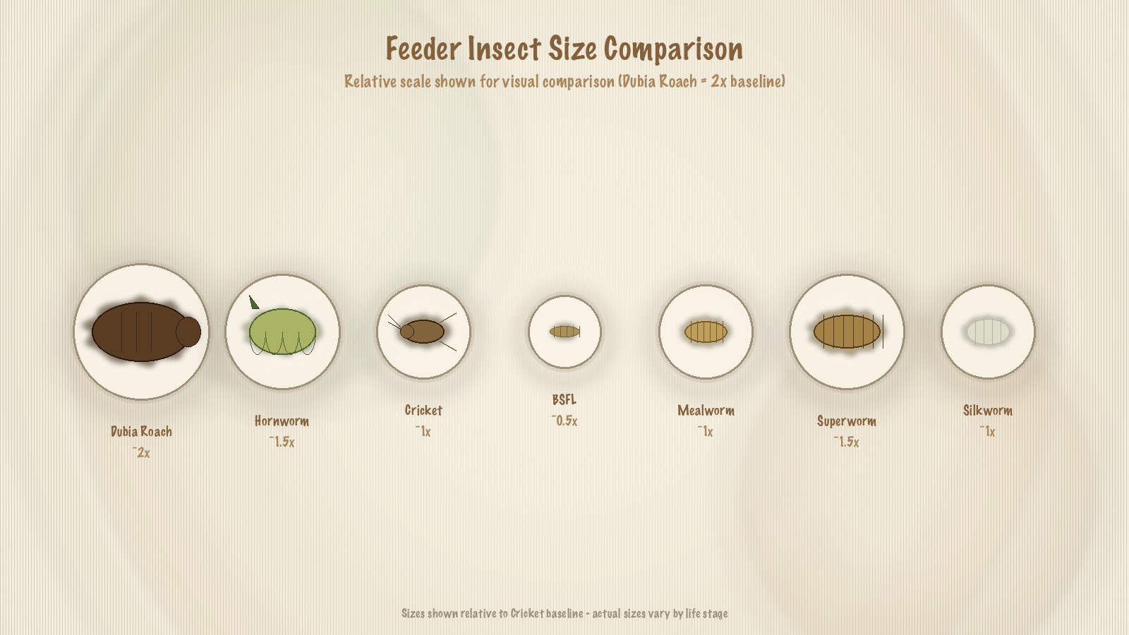 Lineup of feeder insects in separate containers showing relative size — dubia roaches, crickets, mealworms, BSFL, superworms, silkworms, and hornworms side-by-side