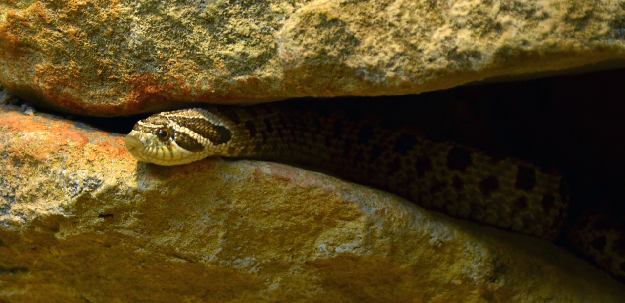 A Plains hognose snake (Heterodon nasicus) in profile, partially concealed in a sandstone rock crevice; the diagnostic upturned pig-like rostral scale, stout heavy body, dark postocular mask, and paired dark brown blotches on a sandy tan background are all visible. A warm amber spotlight illuminates the left rock face while the right side of the crevice fades into cool dark shadow, illustrating the temperature gradient between the warm basking zone and the cooler retreat